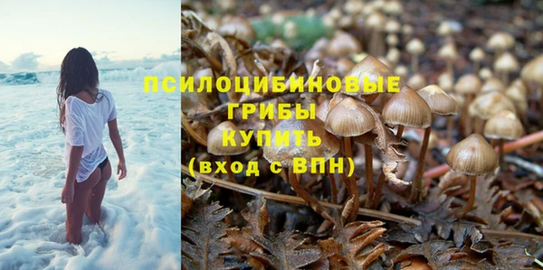 гидра Елизово