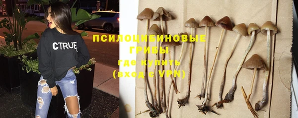 гидра Елизово